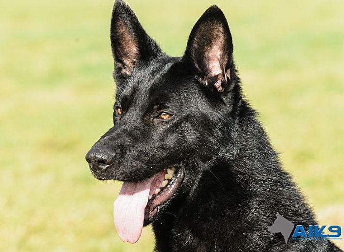 Trained-Dogs-For-Sale-Ben Trained-Dogs-For-Sale-Ben