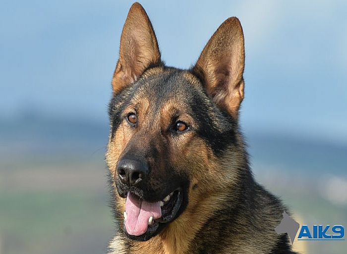 Trained-Dogs-For-Sale-Caine Trained-Dogs-For-Sale-Caine
