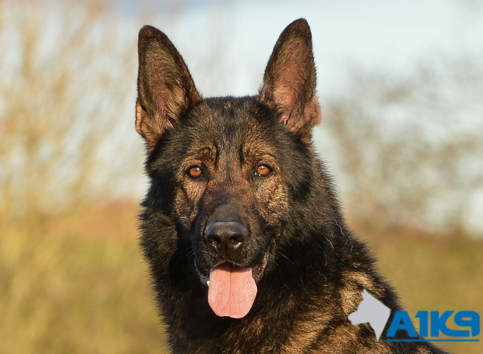 Trained-Dogs-For-Sale-Chico Trained-Dogs-For-Sale-Chico